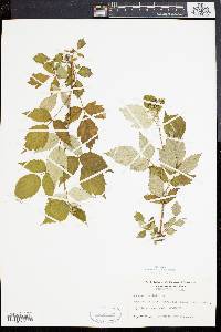 Rubus occidentalis image