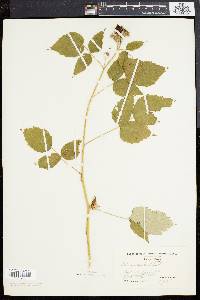 Rubus occidentalis image