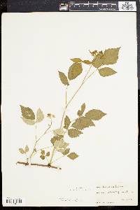 Rubus occidentalis image