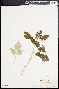 Rubus occidentalis image