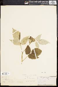 Rubus occidentalis image