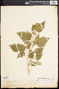 Rubus occidentalis image