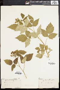 Rubus occidentalis image