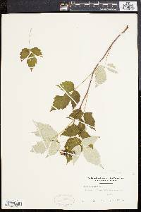 Rubus occidentalis image