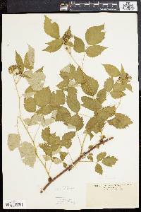 Rubus occidentalis image