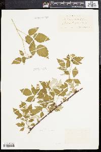 Rubus occidentalis image