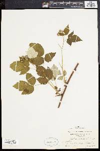 Rubus occidentalis image