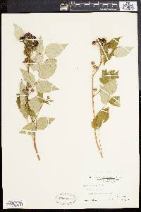 Rubus occidentalis image