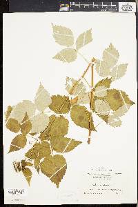 Rubus occidentalis image