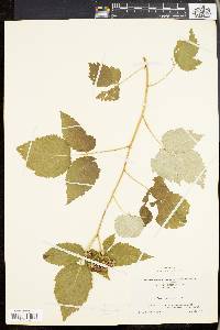 Rubus occidentalis image