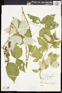 Rubus occidentalis image