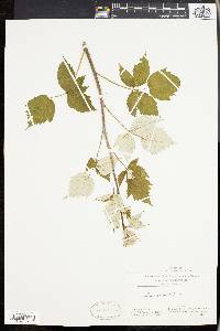 Rubus occidentalis image