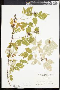 Rubus occidentalis image