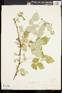 Rubus occidentalis image