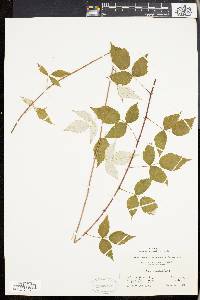 Rubus occidentalis image