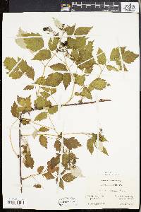 Rubus occidentalis image