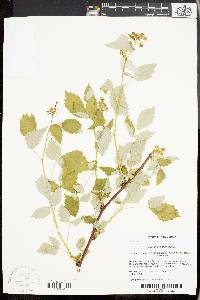 Rubus occidentalis image