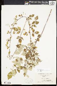 Rubus occidentalis image