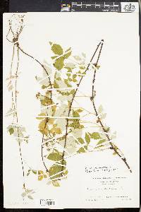 Rubus occidentalis image