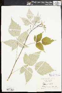 Rubus occidentalis image