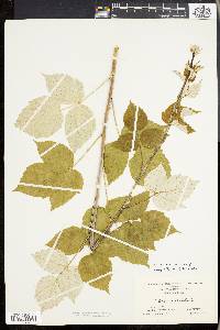 Rubus occidentalis image