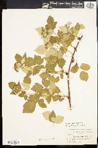 Rubus occidentalis image