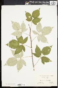 Rubus occidentalis image