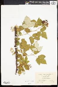 Rubus occidentalis image