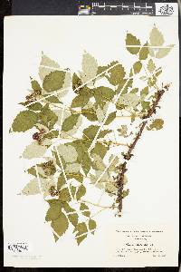 Rubus occidentalis image