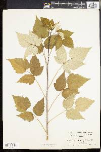 Rubus occidentalis image