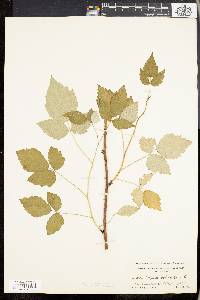 Rubus occidentalis image