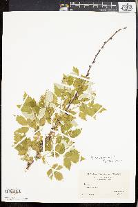 Rubus occidentalis image