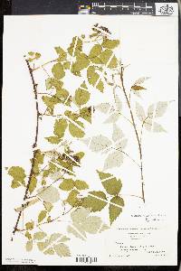 Rubus occidentalis image