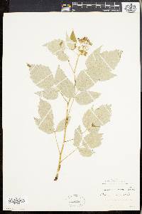 Rubus occidentalis image