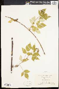 Rubus occidentalis image