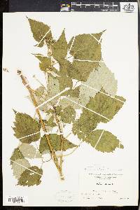 Rubus occidentalis image