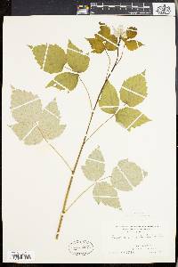 Rubus occidentalis image