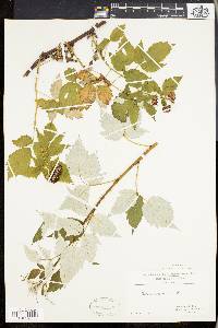 Rubus occidentalis image