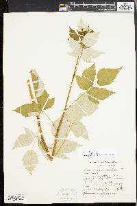 Rubus occidentalis image