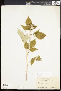 Rubus occidentalis image