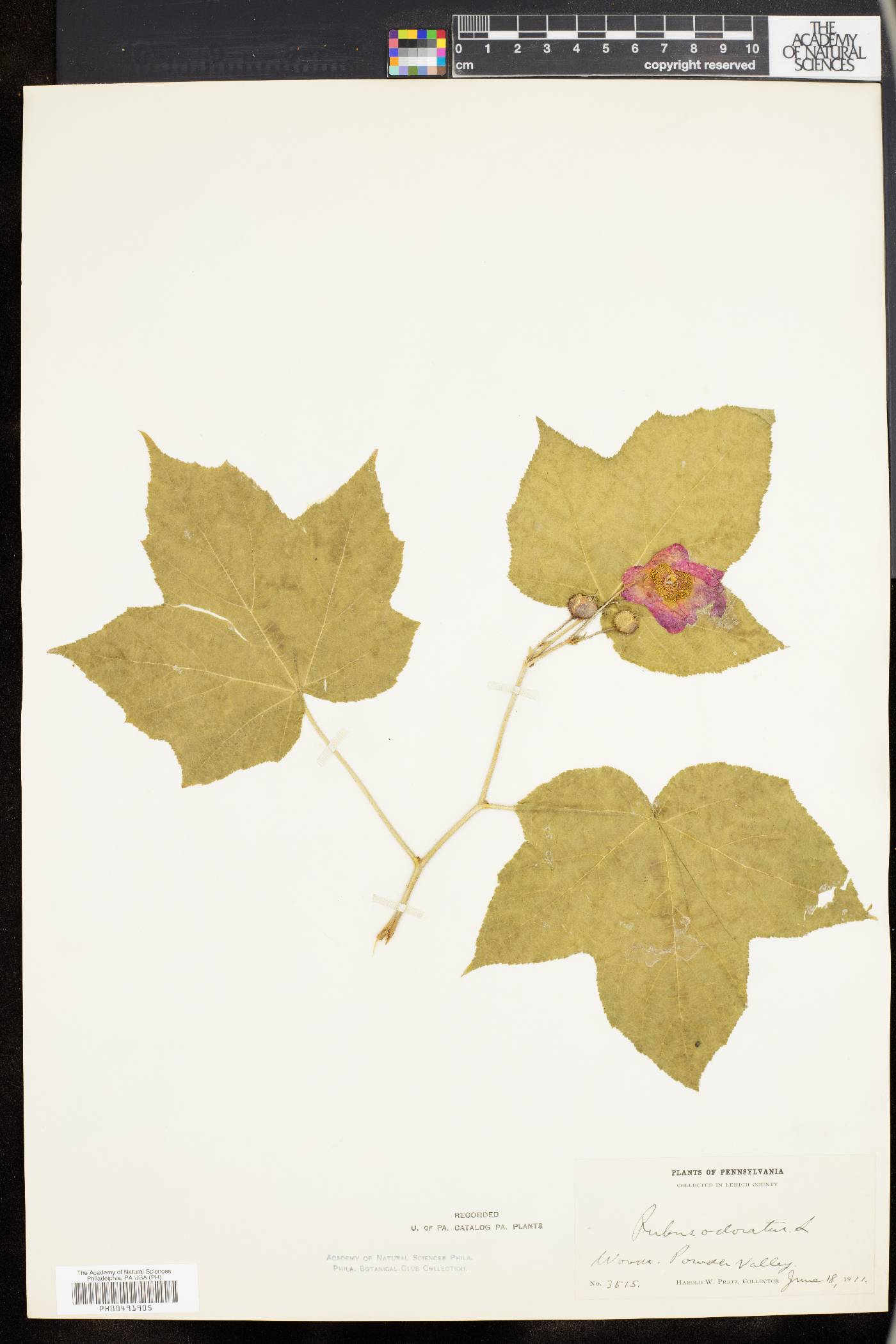 Rubus odoratus image
