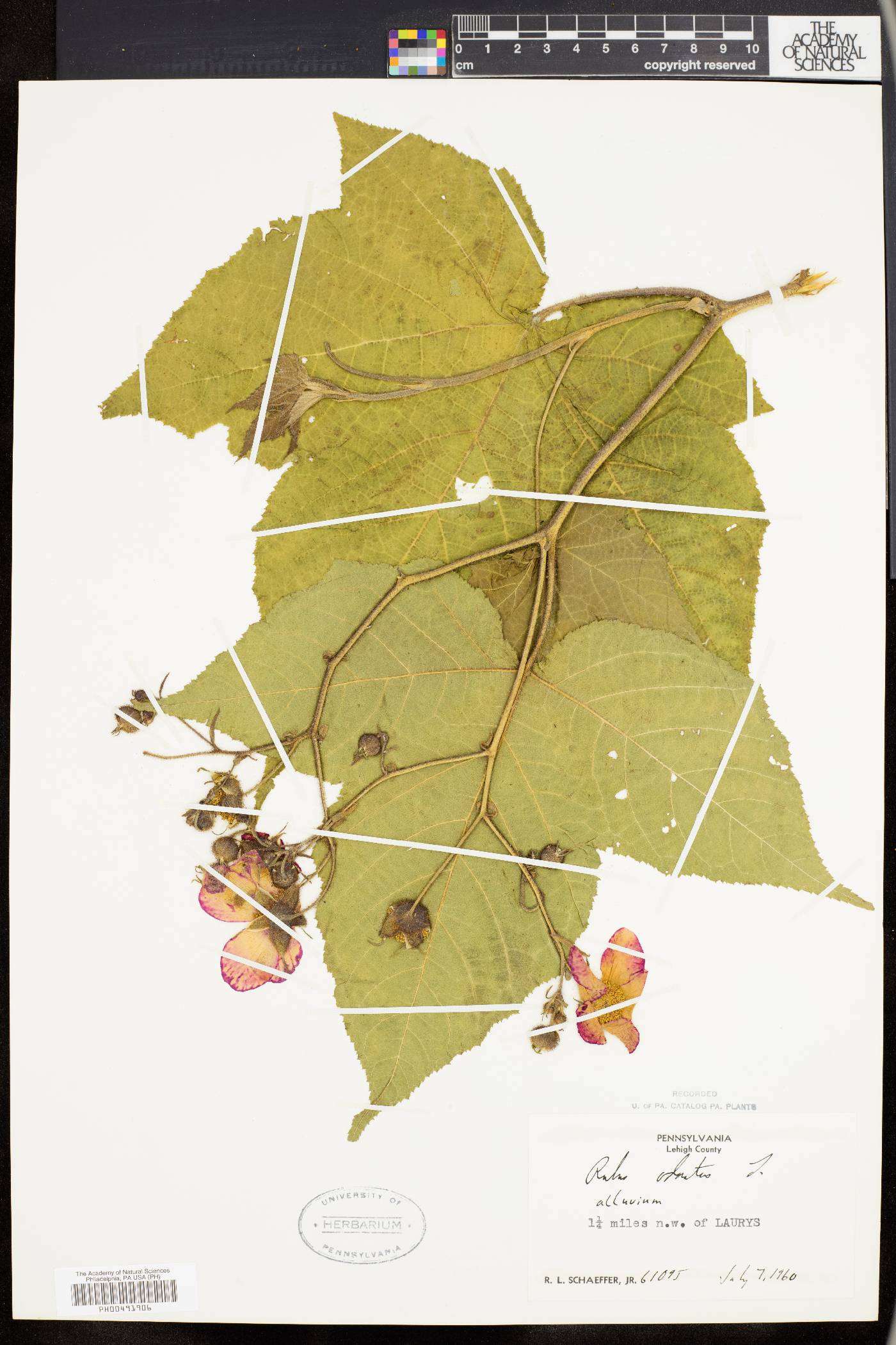 Rubus odoratus image