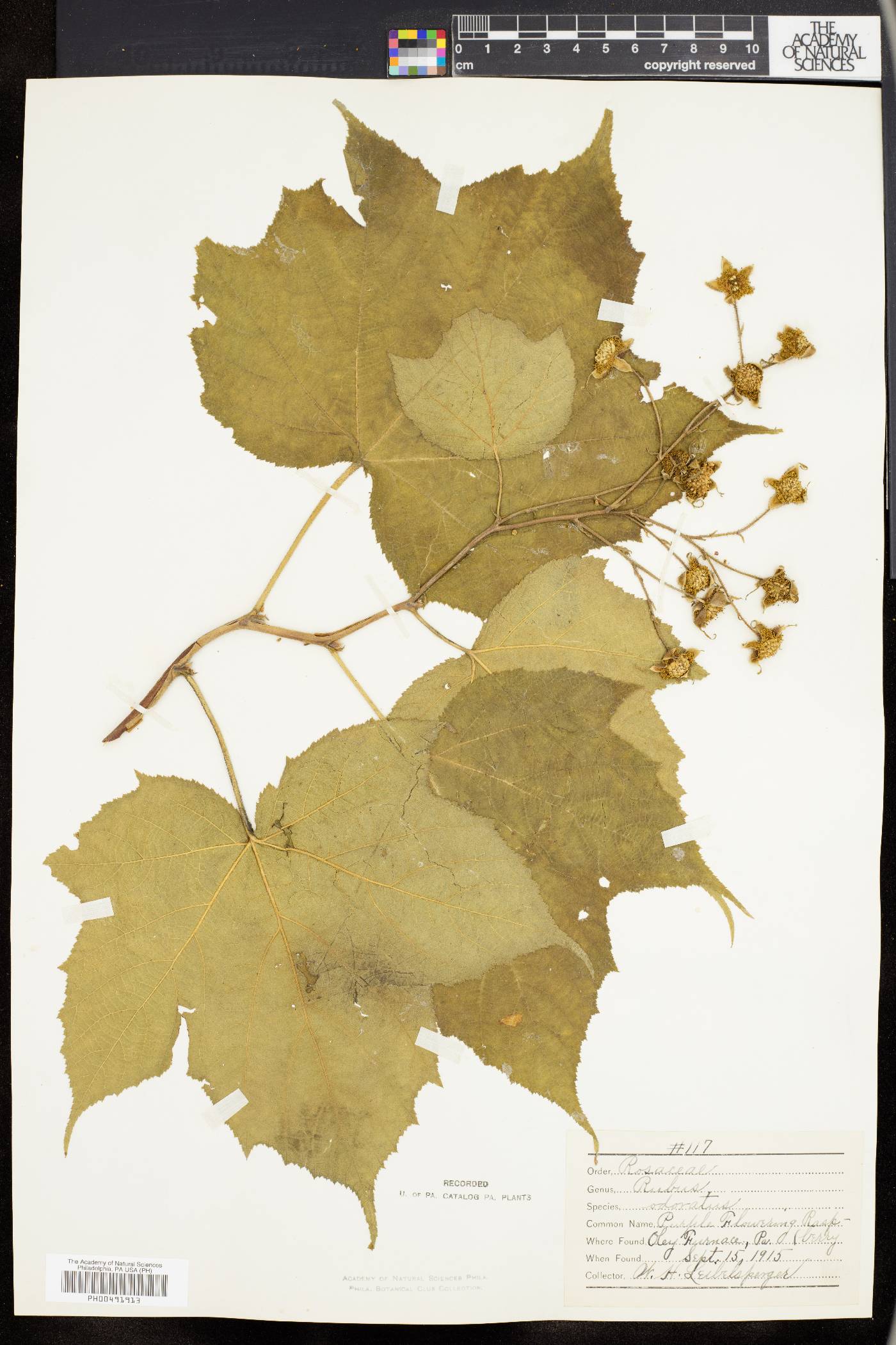 Rubus odoratus image