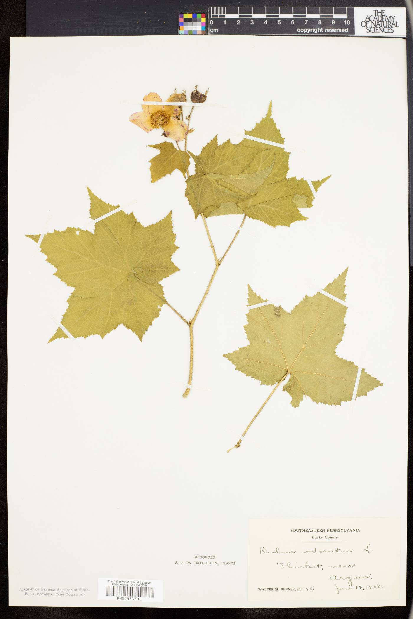 Rubus odoratus image