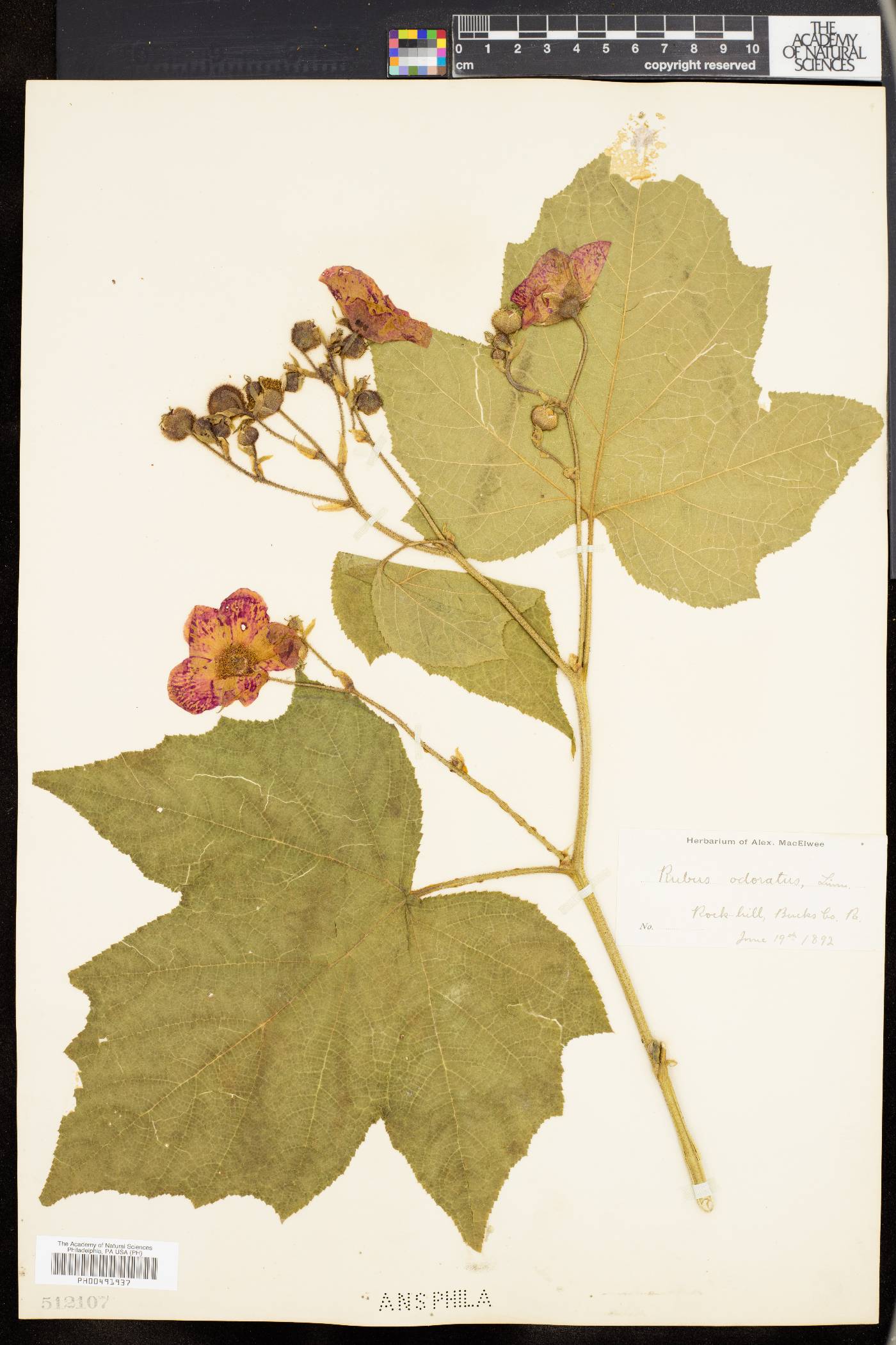 Rubus odoratus image