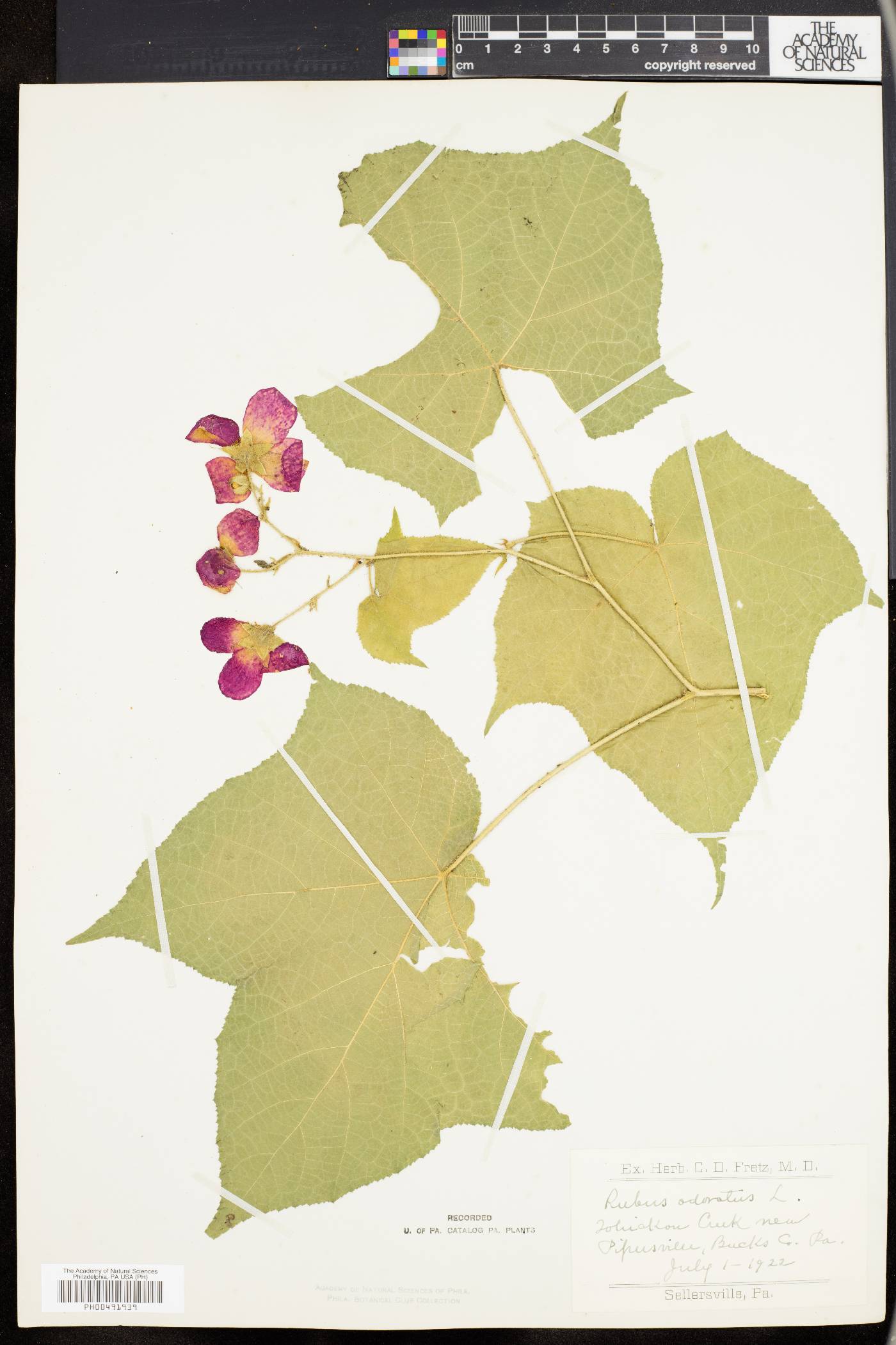 Rubus odoratus image
