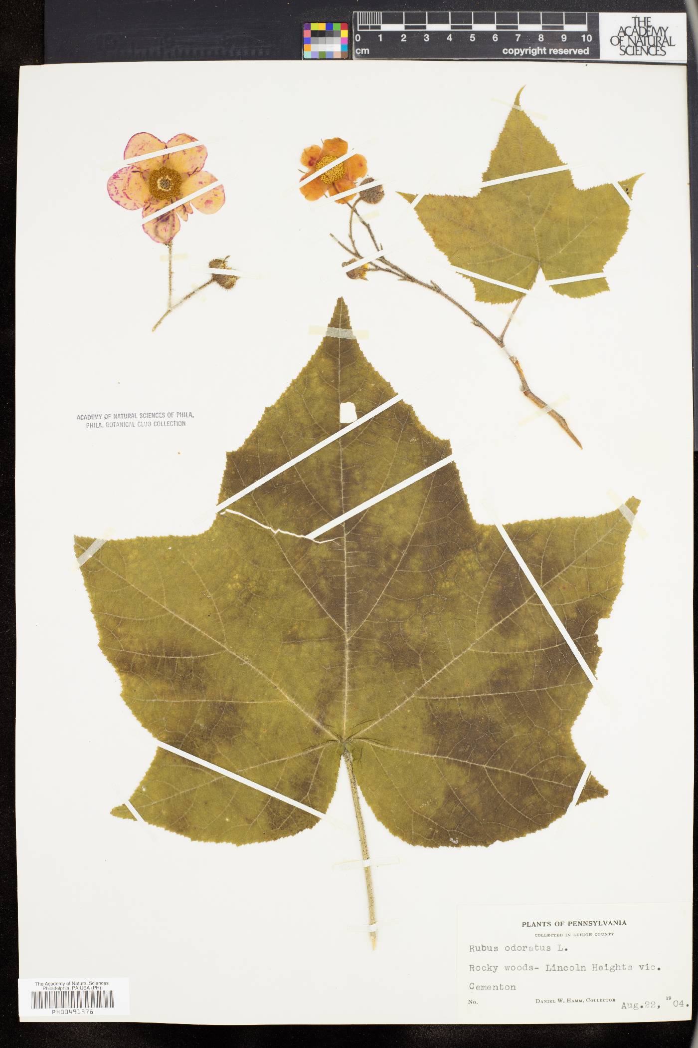 Rubus odoratus image