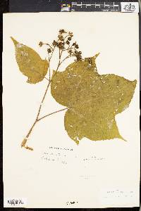 Rubus odoratus image