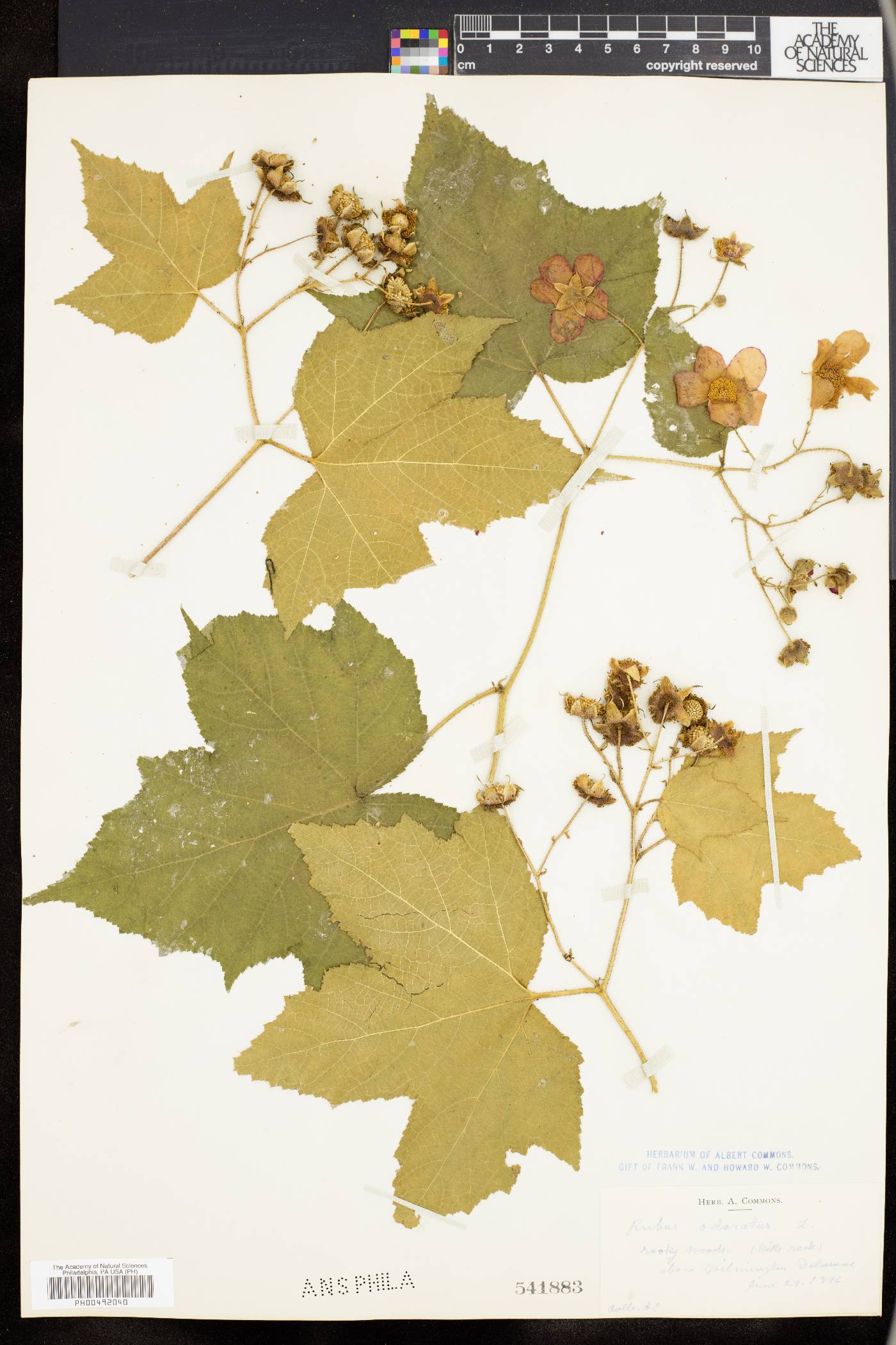 Rubus odoratus image