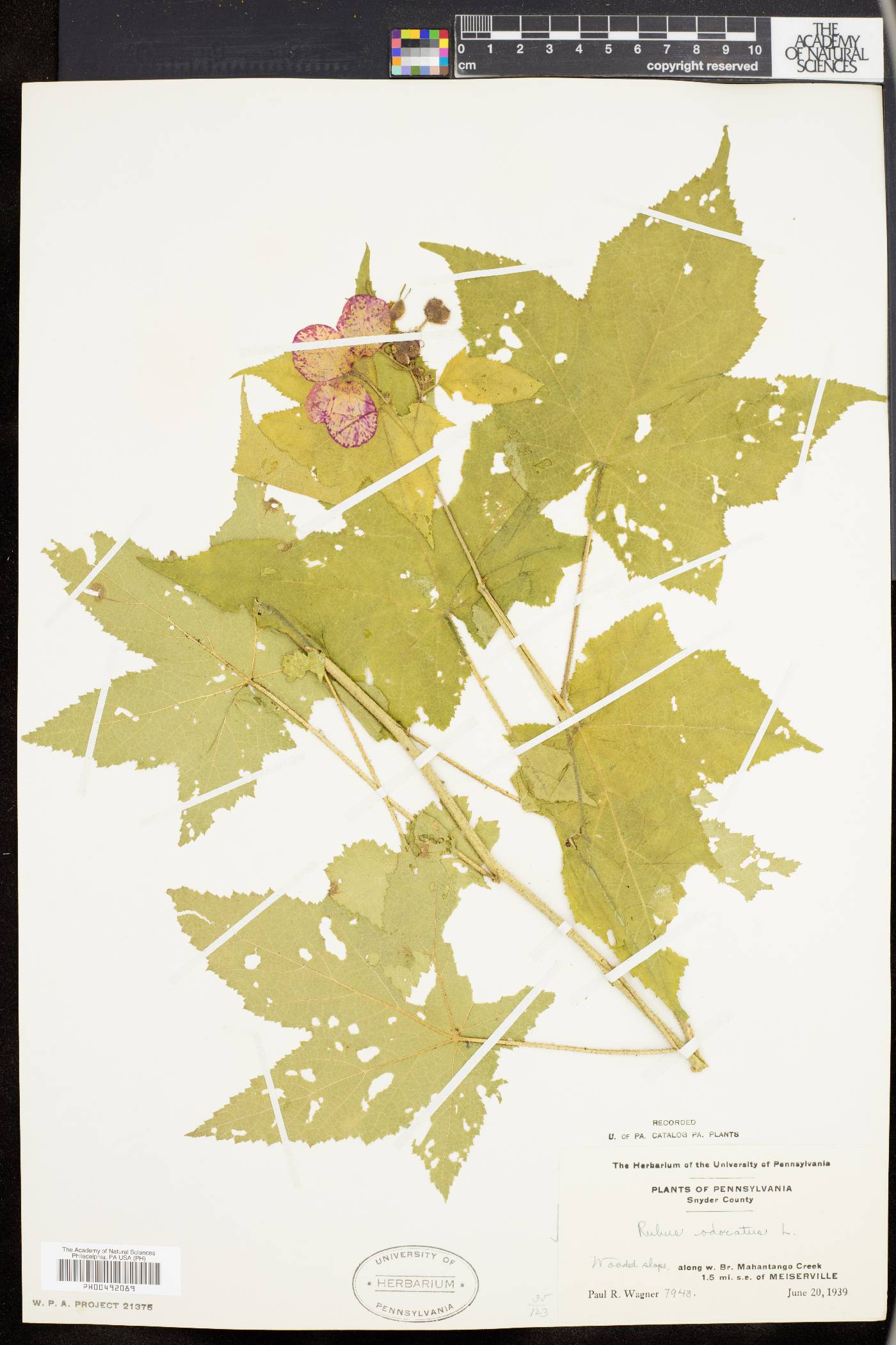 Rubus odoratus image